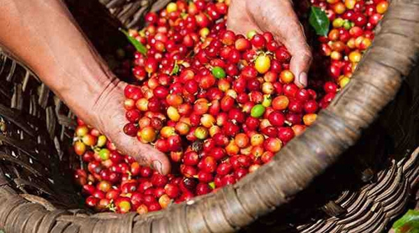 Thị trường nông sản ngày 12/11: Giá cà phê, tiêu tăng mạnh