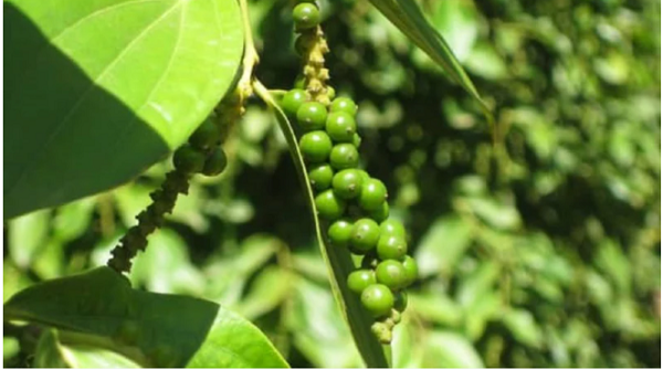 Thị trường giá nông sản ngày 13/11: Giá cà phê tăng nhẹ, tiêu miền Nam tăng sốc hướng mốc 60.000 đồng/kg