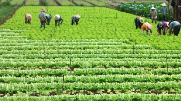 Thanh Hóa: Hiệu quả chính sách hỗ trợ vay vốn chương trình giảm tổn thất trong nông nghiệp