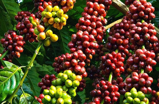 Giá cà phê ngày 17/11: Tăng 500 - 700 đồng/kg