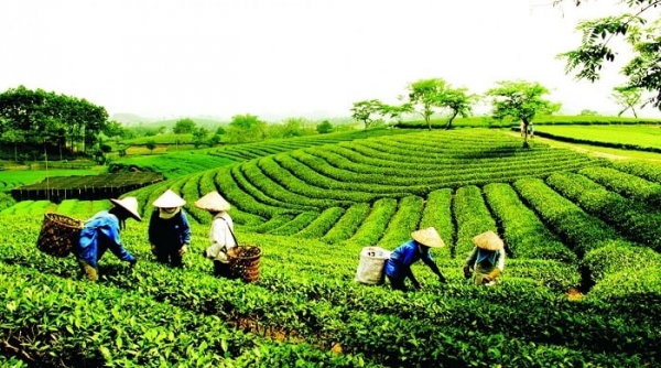 Trà sạch An Nguyên: Nơi lưu giữ bản sắc trà Việt
