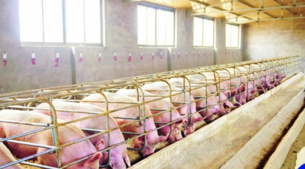 Hà Nội: Thực hiện nghiêm túc các giải pháp phòng, chống bệnh dịch tả lợn châu Phi