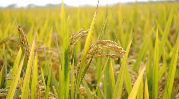 Giá lúa gạo ngày 24/11: Giảm từ 100 – 300 đồng/kg