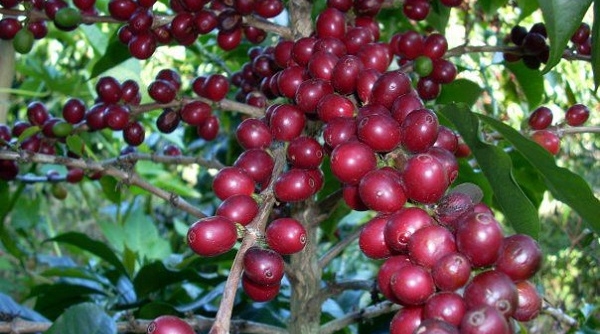 Thị trường giá nông sản ngày 27/11: Giá cà phê tăng mạnh