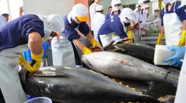 Xuất khẩu cá ngừ chuyển biến tích cực