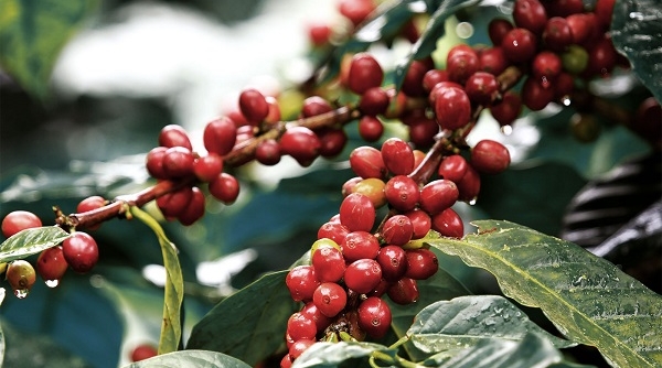 Giá nông sản ngày 28/11: Giá tiêu, cà phê tăng mạnh