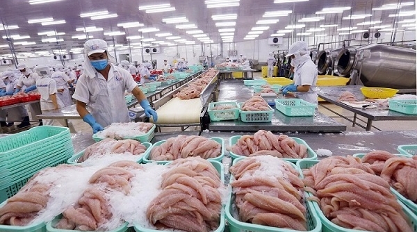 Khuyến cáo doanh nghiệp cá tra không hạ thấp giá xuất khẩu sang thị trường Trung Quốc