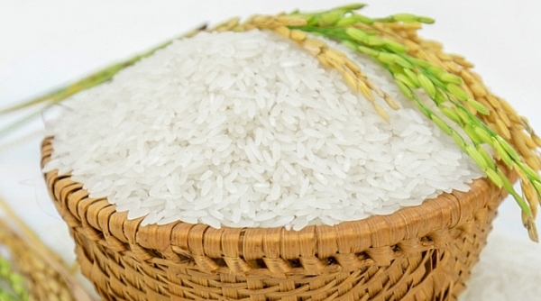Giá lúa gạo hôm nay 1/12: Giá lúa tiếp đà tăng