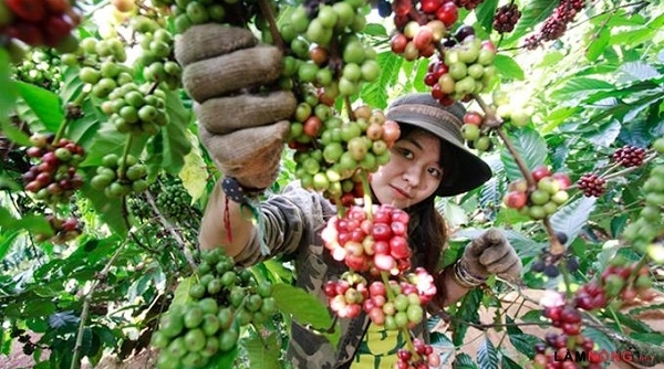 Thị trường nông sản ngày 5/12: Giá cà phê, tiêu quay đầu giảm phiên cuối tuần