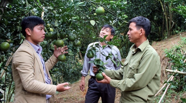 Hướng dẫn nông dân bón phân Lâm Thao hiệu quả, tiết kiệm, cây trồng lớn nhanh hoa trái đầy cành