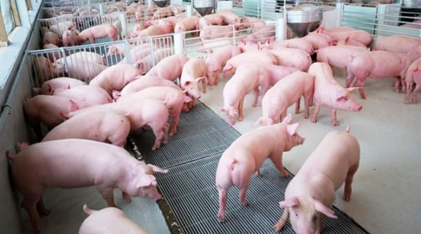 Tập trung đẩy mạnh tái đàn lợn theo hướng an toàn dịch bệnh