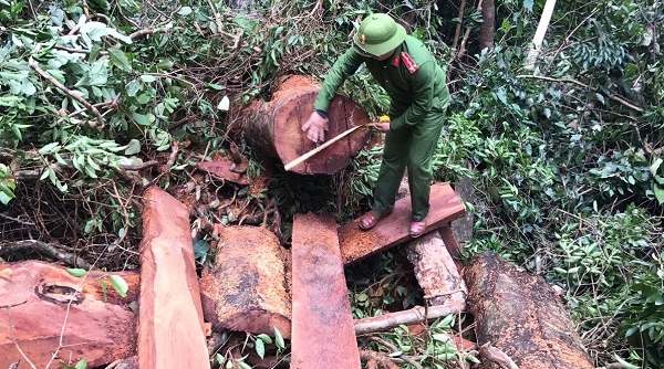 Quảng Bình: Bắt giữ 5 đối tượng phá rừng Trường Sơn, thu giữ 30m3 gỗ