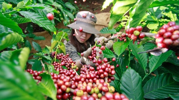 Thị trường giá nông sản ngày 9/12: Giá cà phê đi ngang, tiêu giảm mạnh