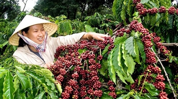 Thị trường giá nông sản ngày 10/12: Giá cà phê giảm nhẹ, tiêu đi ngang