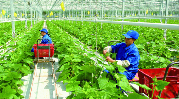 Thanh Hóa: Đẩy mạnh sản xuất và tiêu thụ sản phẩm nông nghiệp an toàn, hữu cơ