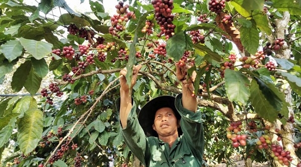 Thị trường giá nông sản ngày 11/12: Giá cà phê tăng, tiêu giảm