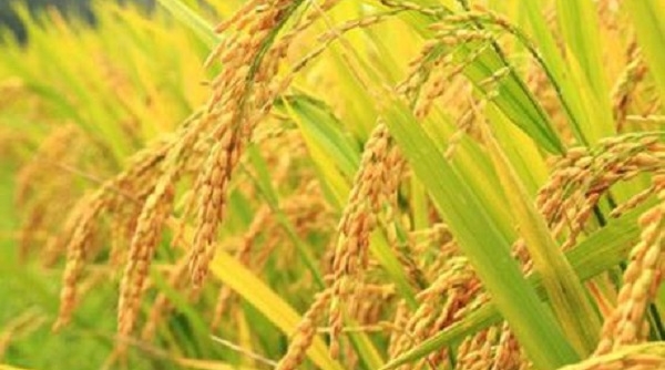Giá lúa gạo ngày 13/12: Các tỉnh đồng bằng sông Cửu Long tiếp tục xu hướng đi ngang
