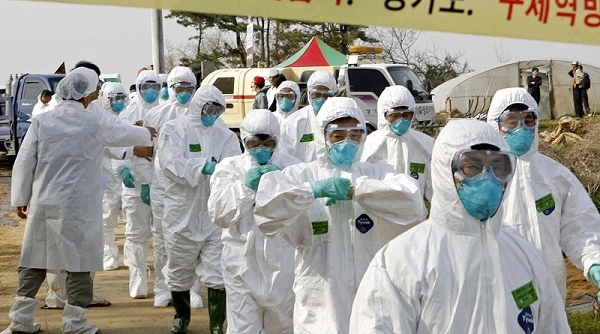 Hàn Quốc: Phát hiện thêm 2 ca nhiễm cúm gia cầm độc lực cao, lo ngại dịch lây lan