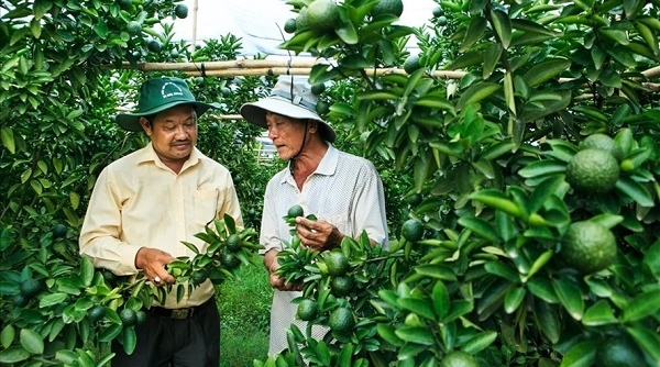 Bình Dương: Nông nghiệp ứng dụng công nghệ cao phát triển hiệu quả tại huyện Phú Giáo