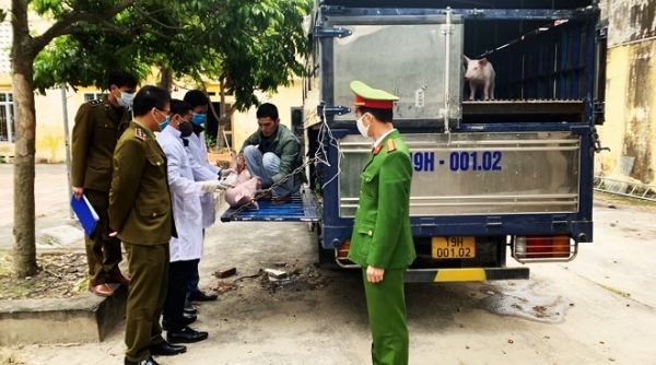 Bắc Giang: Bắt giữ vụ vận chuyển 40 con lợn nhiễm dịch tả lợn châu Phi