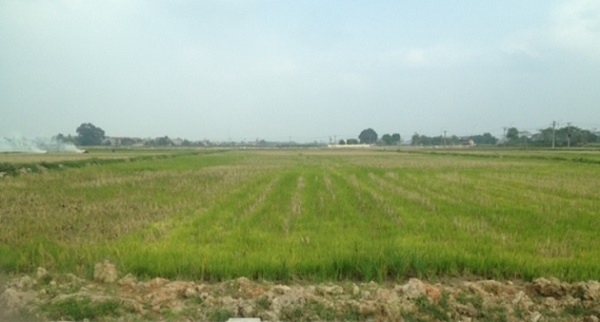 Thủ tướng cho phép chuyển mục đích sử dụng đất trồng lúa tại 3 tỉnh