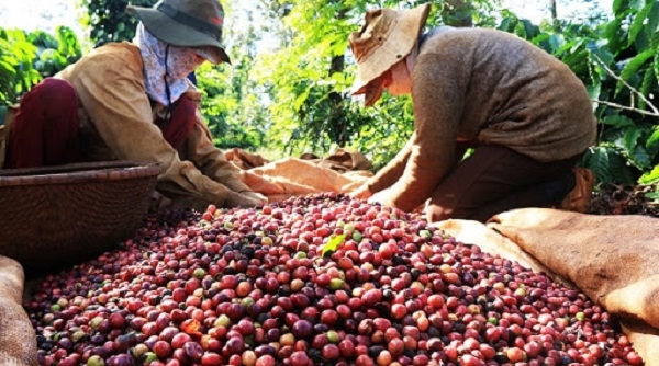 Giá cà phê ngày 19/12: Dao động trong khoảng 32.600 - 33.000 đồng/kg
