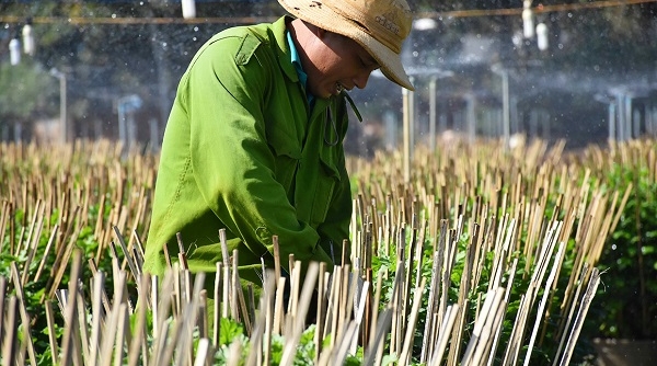 Gia Lai: Nhà vườn Pleiku tất bật chăm sóc hoa Tết