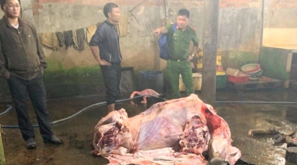 Quảng Nam: Phát hiện 3 cơ sở bơm nước vào bò trước khi giết mổ