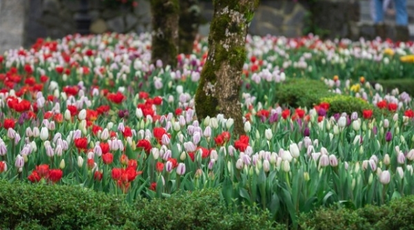 Sun World Ba Na Hills: Rực rỡ sắc màu của hoa tulip “Xứ Hà Lan thu nhỏ”