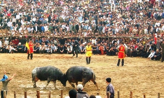 Tạm hoãn Lễ hội chọi trâu cổ xưa nhất Việt Nam