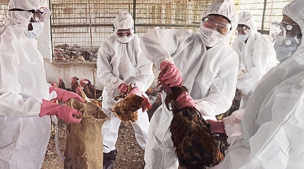 Sau nCoV, lo ngại cúm A/H5N1 xâm nhập Việt Nam