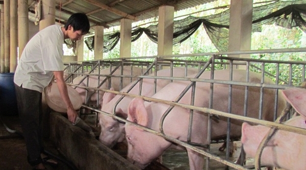 Giá thịt lợn đồng loạt giảm