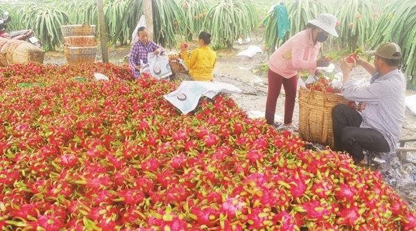 Các giải pháp ‘giải cứu’ nông sản Việt giữa tâm dịch virus corona