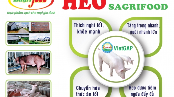 Sagrifood – Nơi cung cấp heo con giống và giải pháp chăn nuôi an toàn
