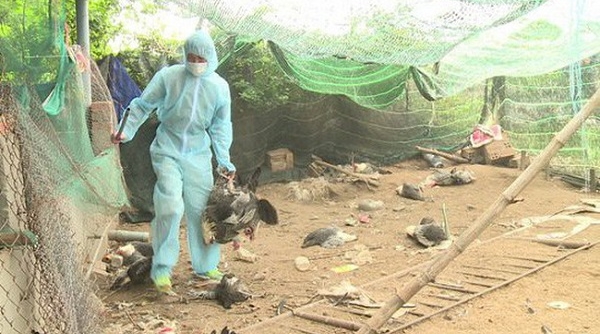 Một số địa phương tại TP.Hà Nội xuất hiện ổ dịch cúm gia cầm H5N6