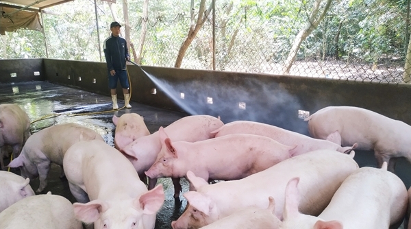Bộ NN&PTNT kêu gọi doanh nghiệp giảm giá lợn hơi xuống 75.000 đồng/kg