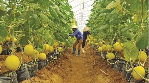 Sản xuất nông sản an toàn: Tạo lòng tin giữa người sản xuất và người tiêu dùng