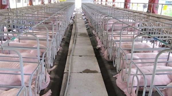 Nhiều doanh nghiệp giảm giá lợn hơi xuống 75.000 đồng/kg