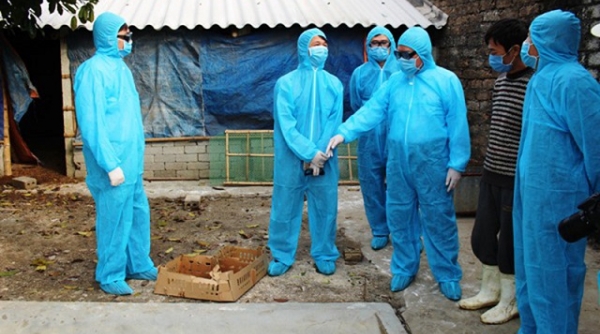 Thanh Hóa: Dịch cúm gia cầm A/H5N6 bùng phát trên địa bàn 5 huyện