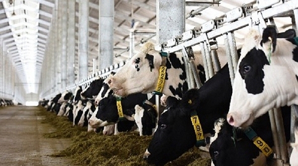 Thêm sản phẩm của nhà máy sữa đủ điều kiện xuất khẩu vào Trung Quốc