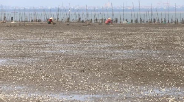 Hà Tĩnh: Hàng chục tấn ngao chết trắng trước mùa thu hoạch