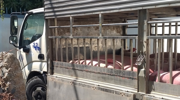 Tiêu hủy 1,4 tấn lợn không rõ nguồn gốc từ Campuchia về Việt Nam