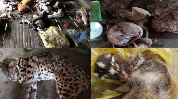 Thanh Hóa: Bắt giữ 2 vụ mua bán, tàng trữ số lượng lớn động vật hoang dã