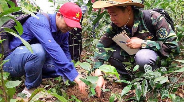 Quảng Bình: Lên kế hoạch bảo tồn Sâm Bố Chính dưới tán rừng di sản