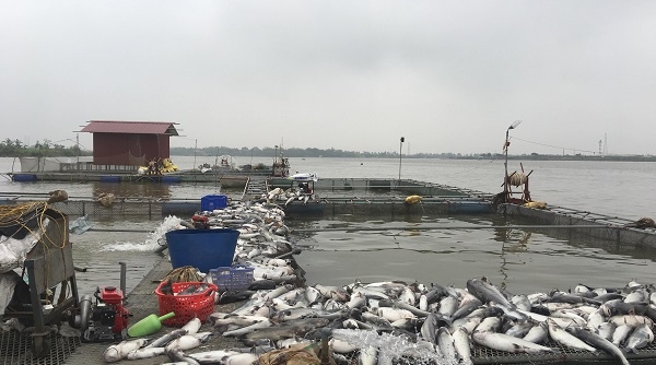 Hải Dương: Hơn trăm tấn cá lồng chết nổi trắng sông Thái Bình