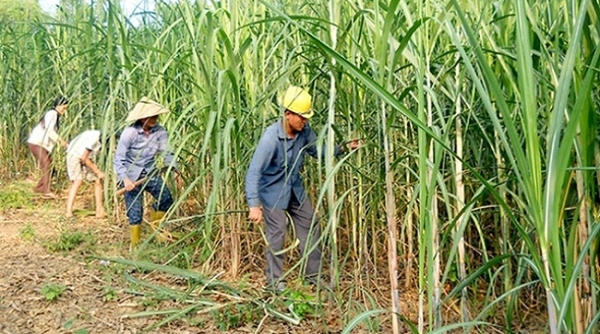 Xoá bỏ hạn ngạch nhập khẩu của Việt Nam trong ngành mía đường