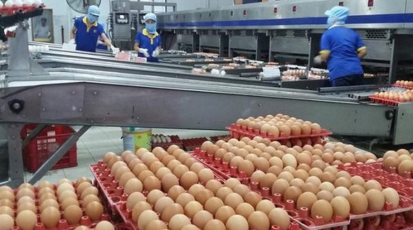 Bộ Công Thương công bố hạn ngạch thuế quan nhập khẩu muối, trứng gia cầm năm 2021