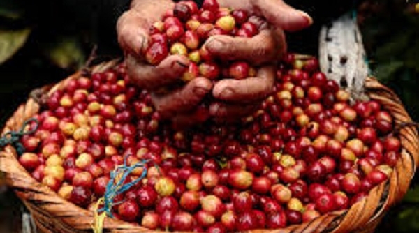 Thị trường nông sản ngày 7/1: Giá cà phê, tiêu tiếp tục giảm mạnh