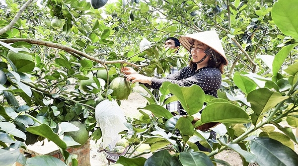Khánh Hòa: Phát triển chuỗi thực phẩm an toàn