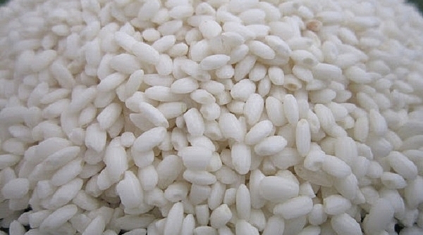 Sản phẩm gạo nếp Tú Lệ được cấp Bảo hộ Chỉ dẫn địa lý